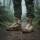 BW Kampfstiefel HAIX heiß/trocken khaki